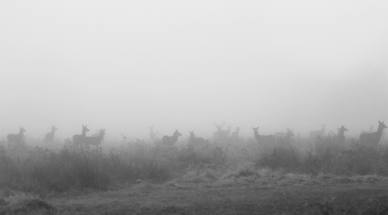 deer photo by Sirli Raitma