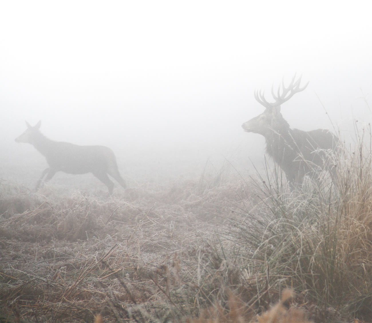 deers running photography by Sirli Raitma