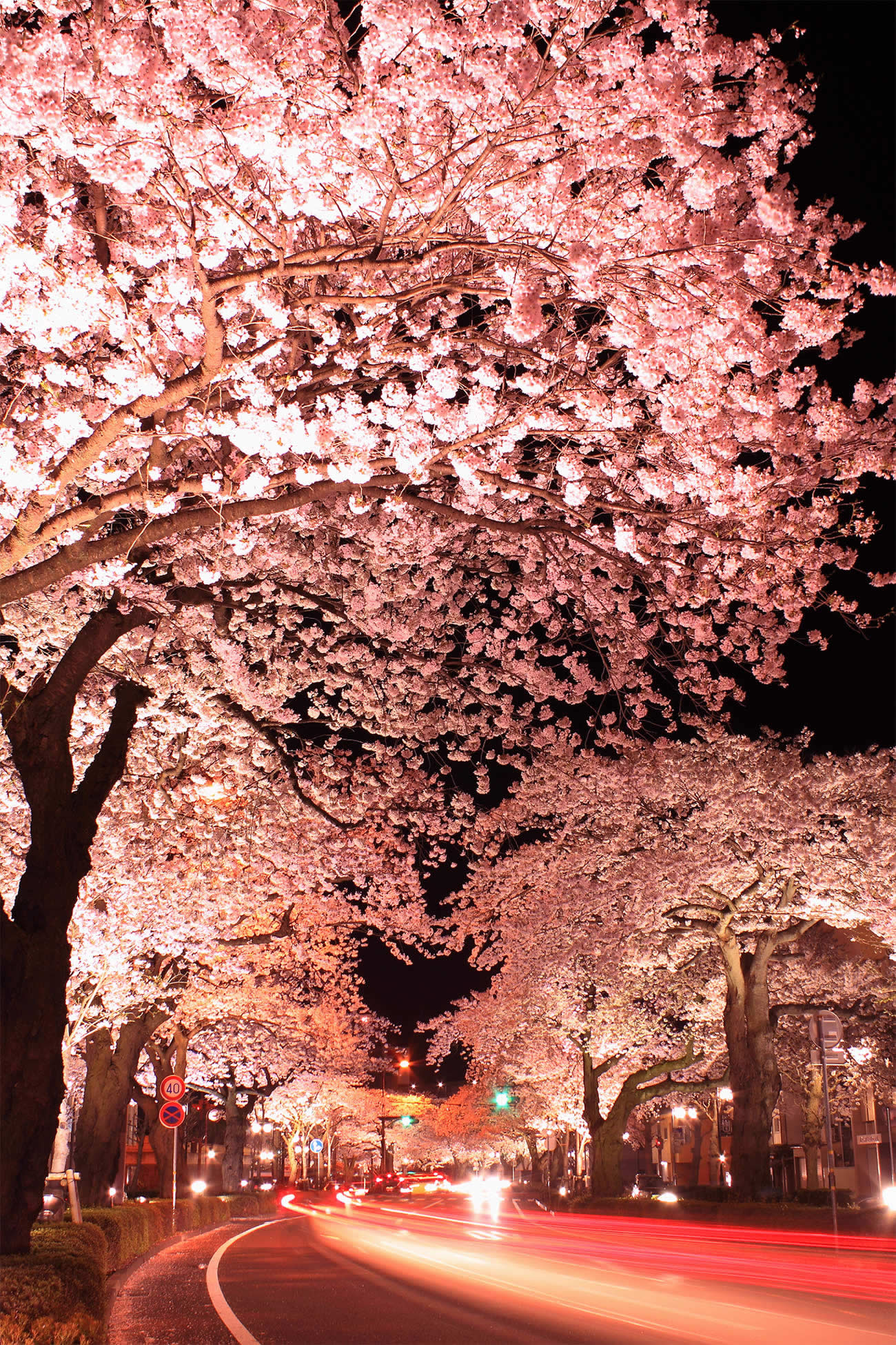 cherry blossom japan photography by arixxx