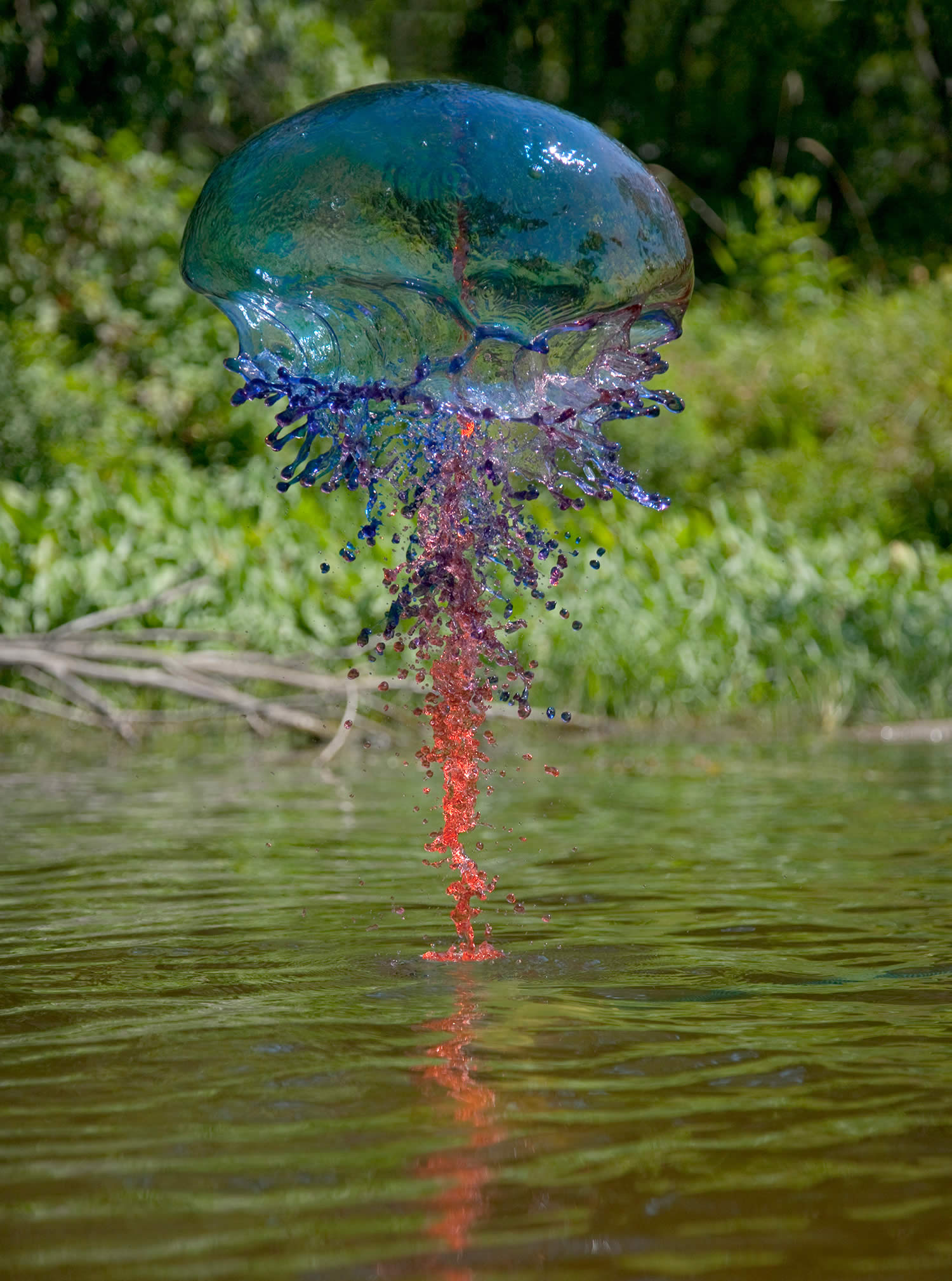rainbow color jellyfish splash,  Jack Long Liquid Art Photography 