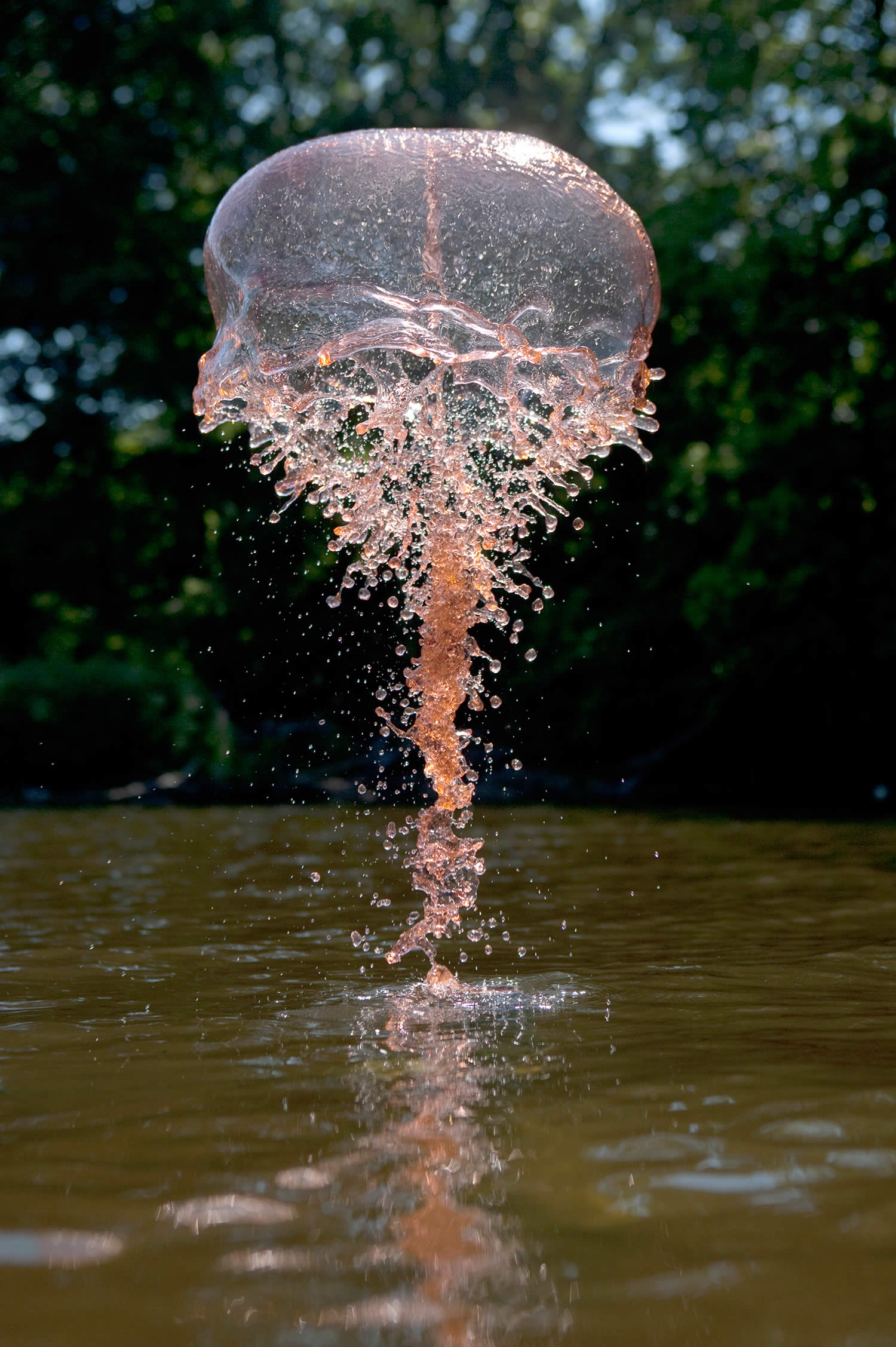 pink jellyfish water splash,  Jack Long Liquid Art Photography  river giants