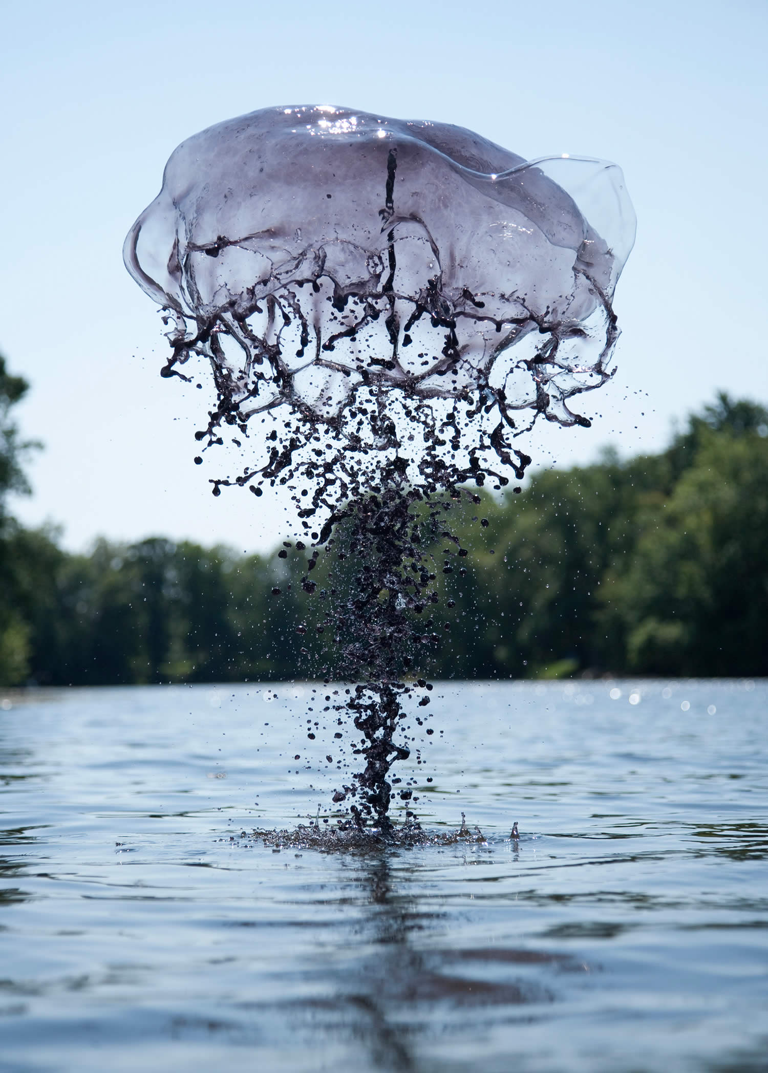 jellyfish water splash,  Jack Long Liquid Art Photography  dark purple