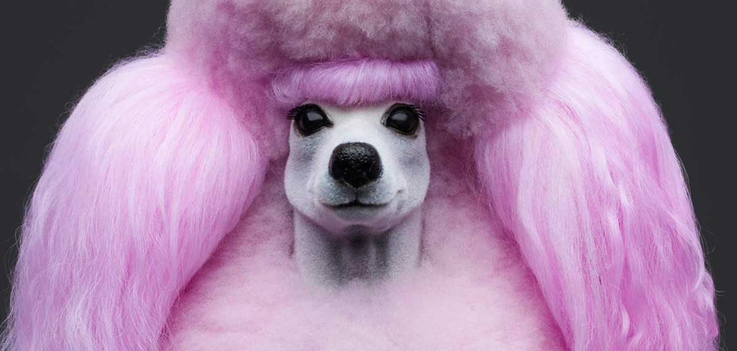 desire obtain cherish pink poodle 