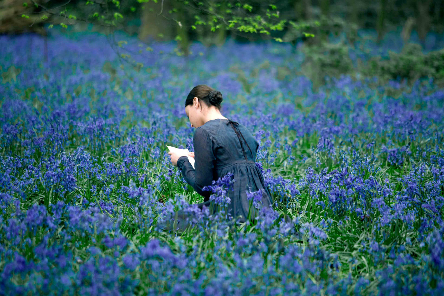 bright star bluebells wood