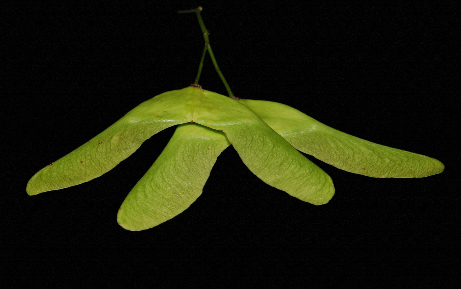 samara plant leave green photography