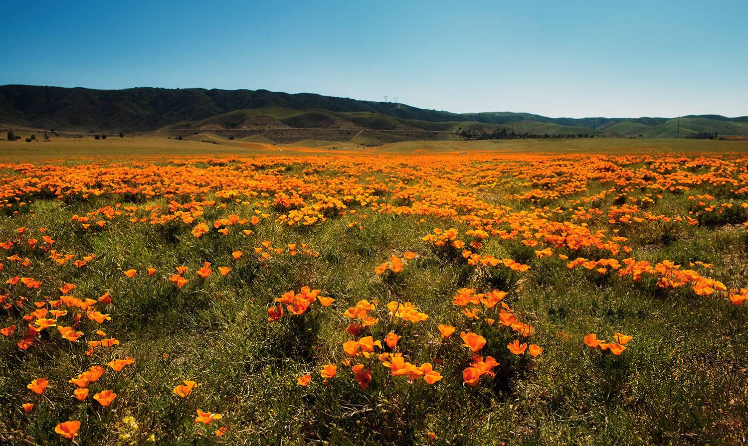 orange flower fields by Jody Miller