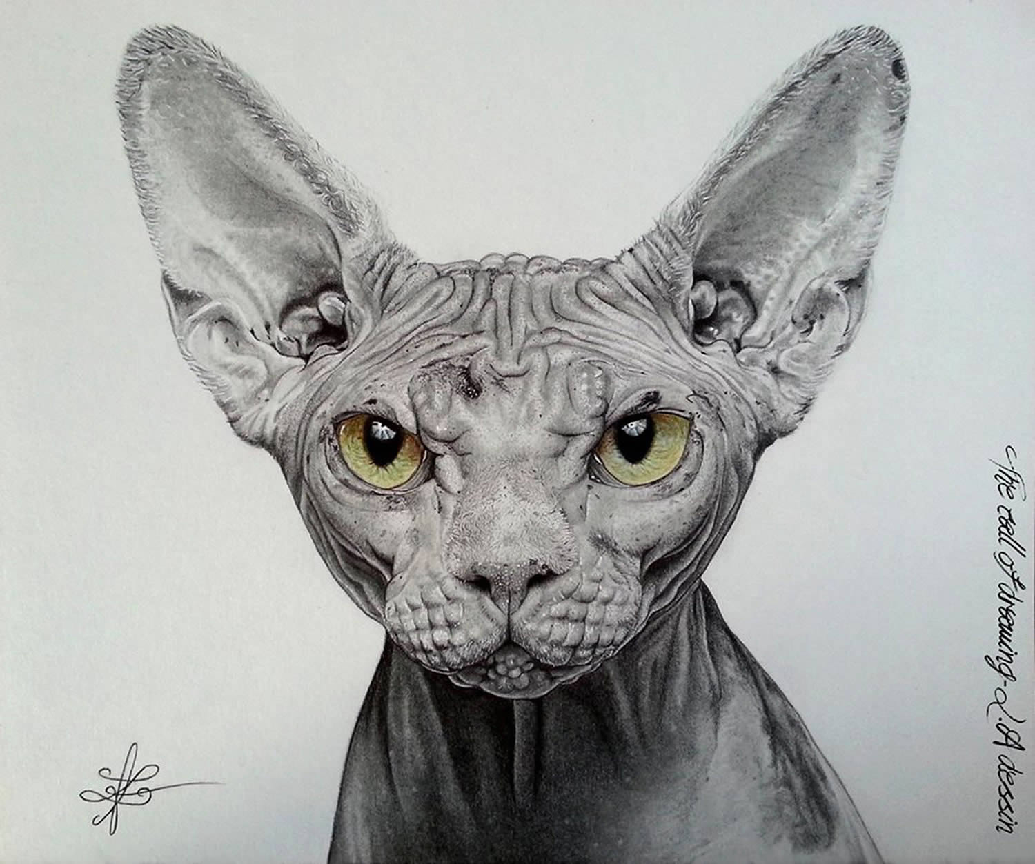 sphynx cat, drawing by lorine angelmann