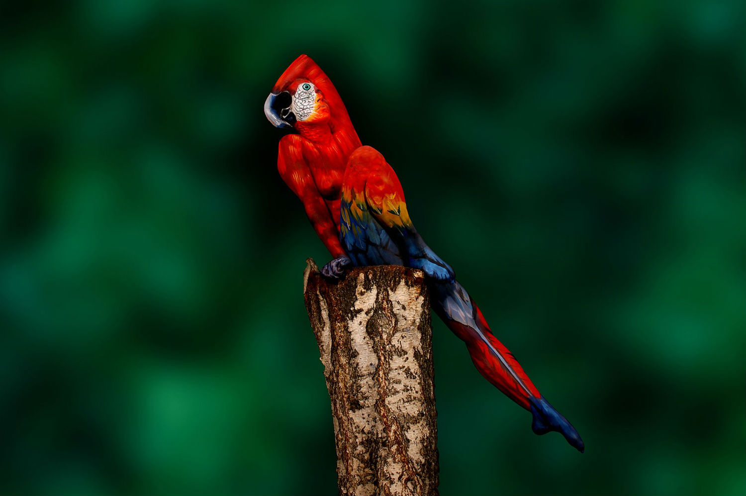 Johannes Stoetter body paint parrot 
