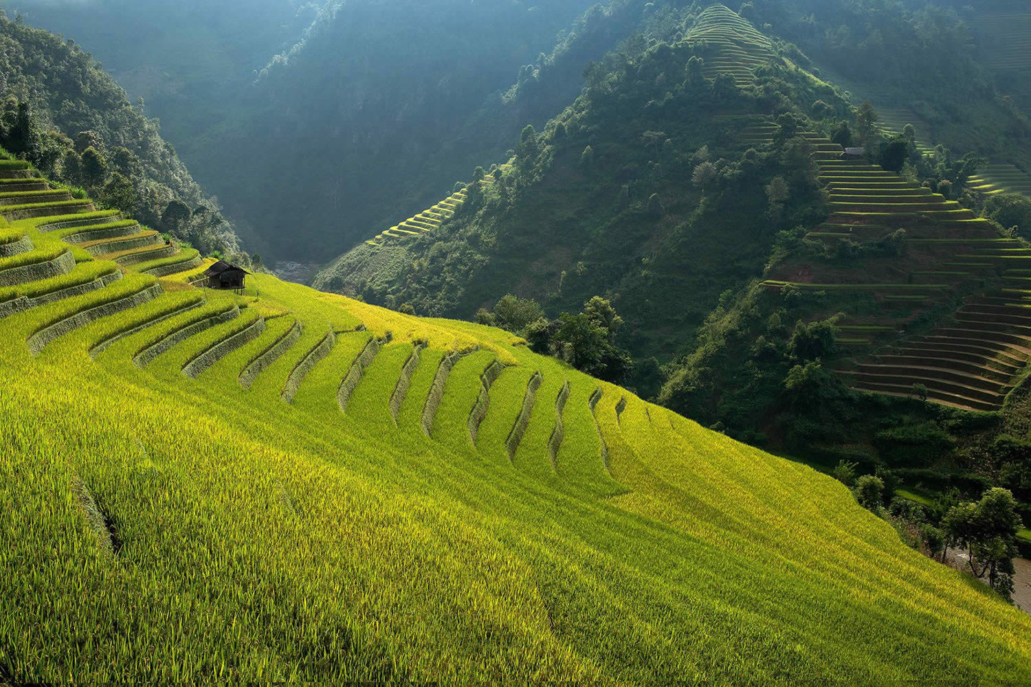 side view of bright green rice terrace