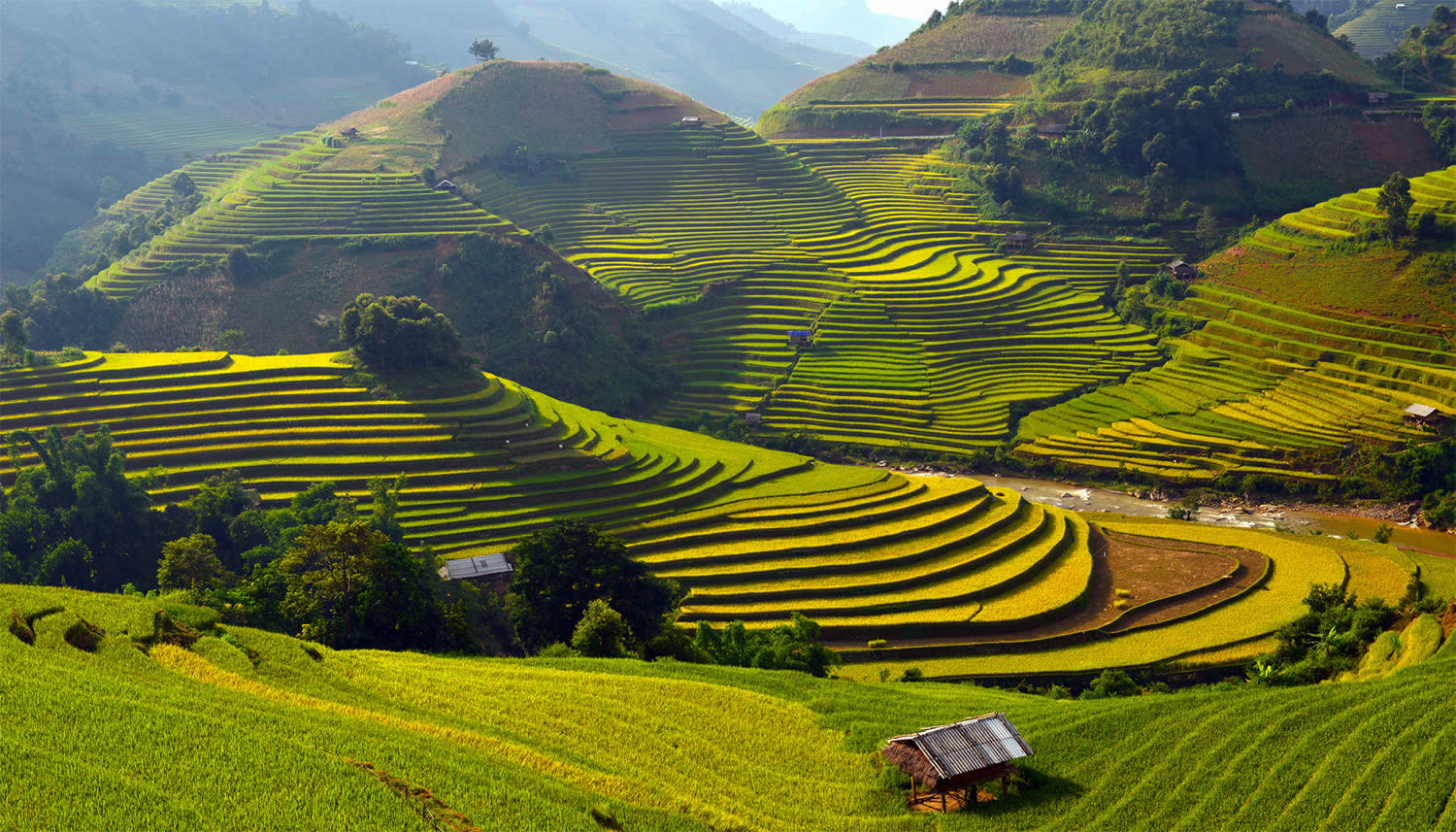 green rice terraces, paddy fields in vietnam