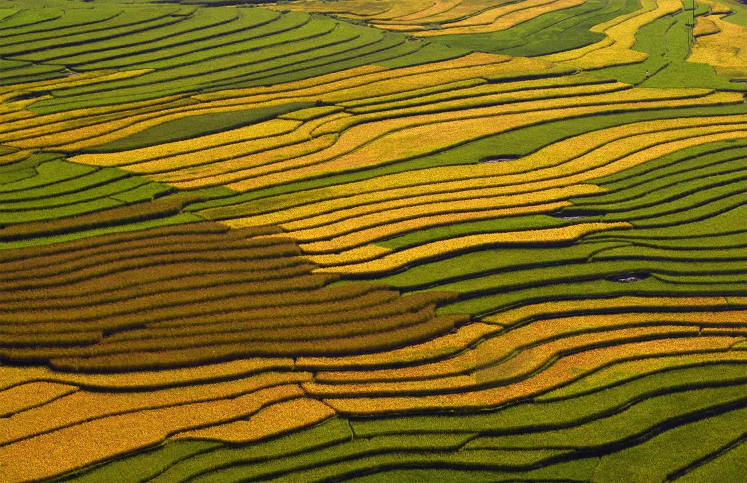 multicolored rice terraces in vietnam