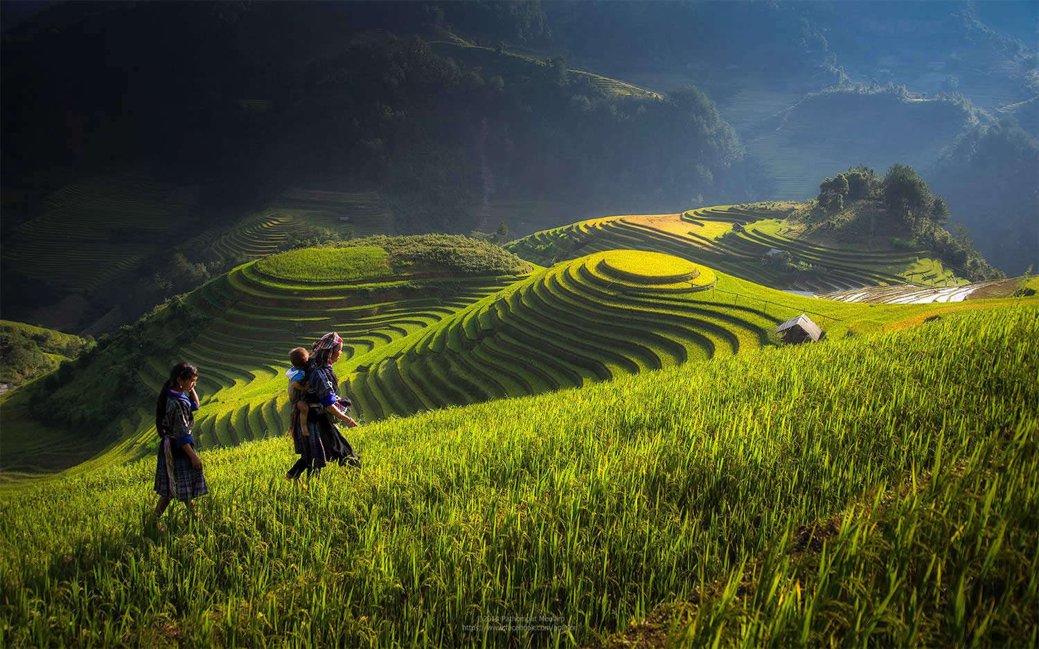 woman walking on the rice field hill