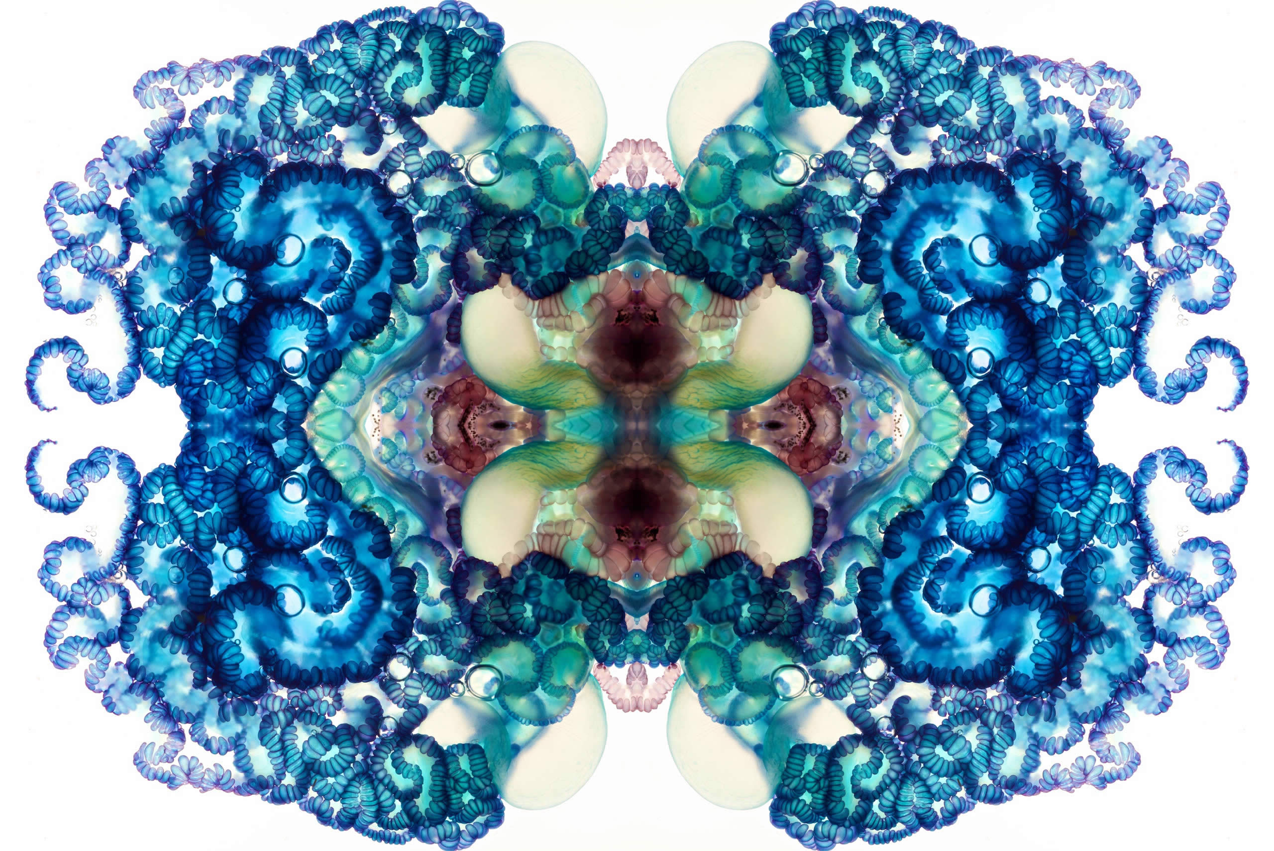 rorschach test style jellyfish by Aaron Ansarov