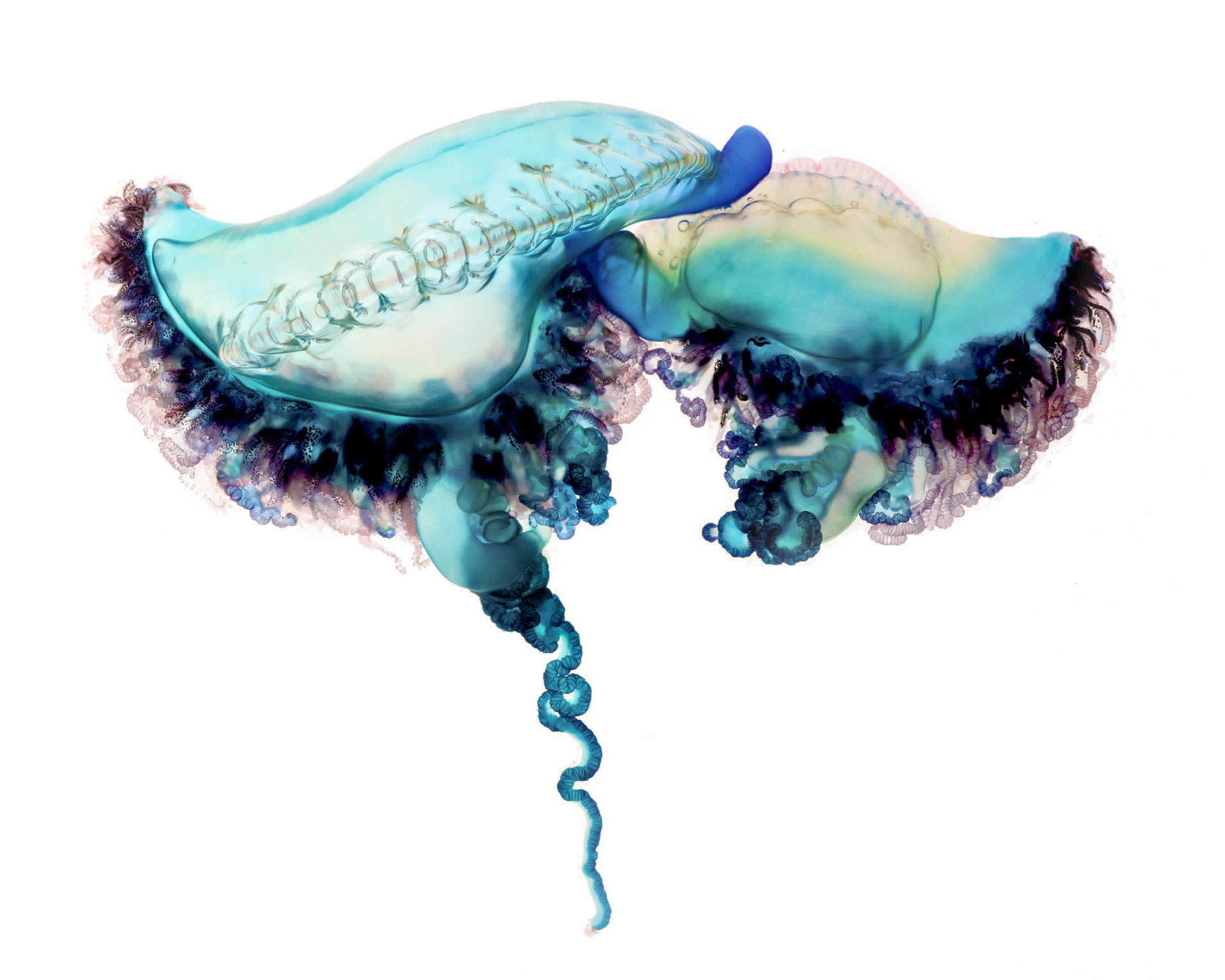 stingray type jellyfish by Aaron Ansarov
