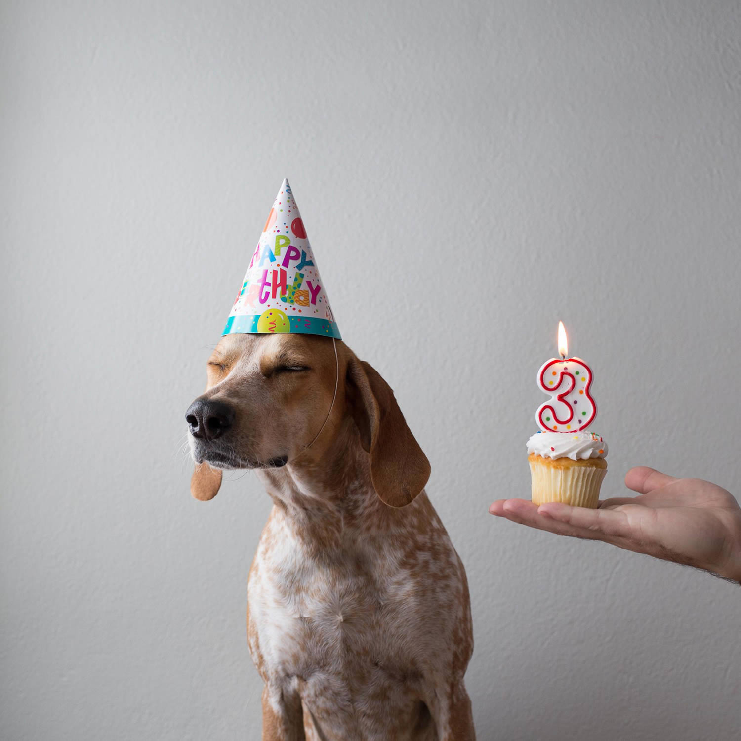 maddie the pouch with birthday cupcake, Theron Humphrey