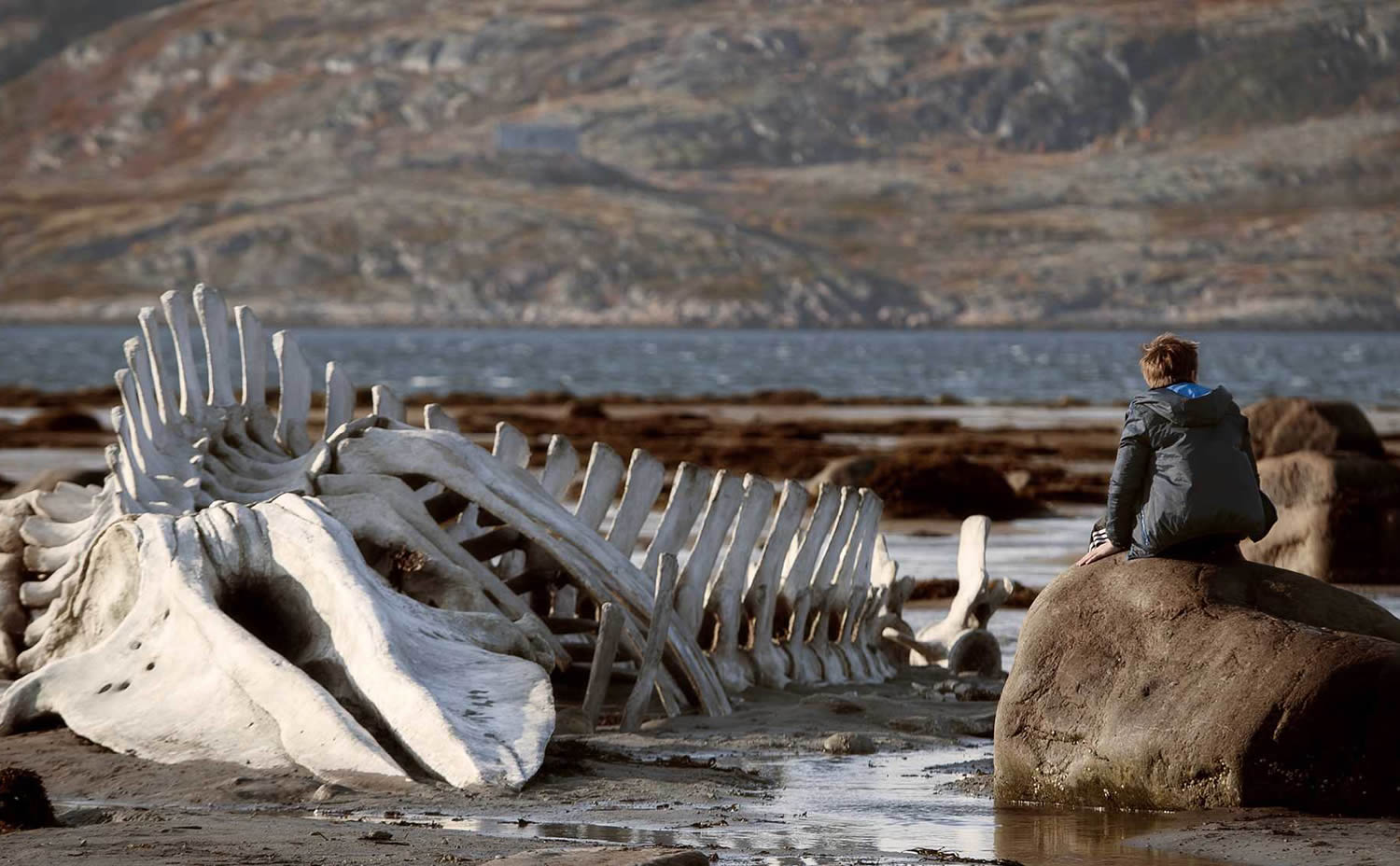 dinosaur bones on sea shore, person sitting on rock in Leviathan