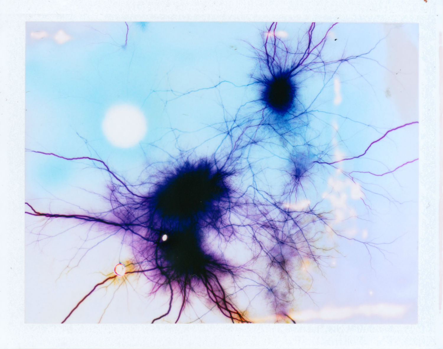 phillip stearns polaroid electric shock color abstract