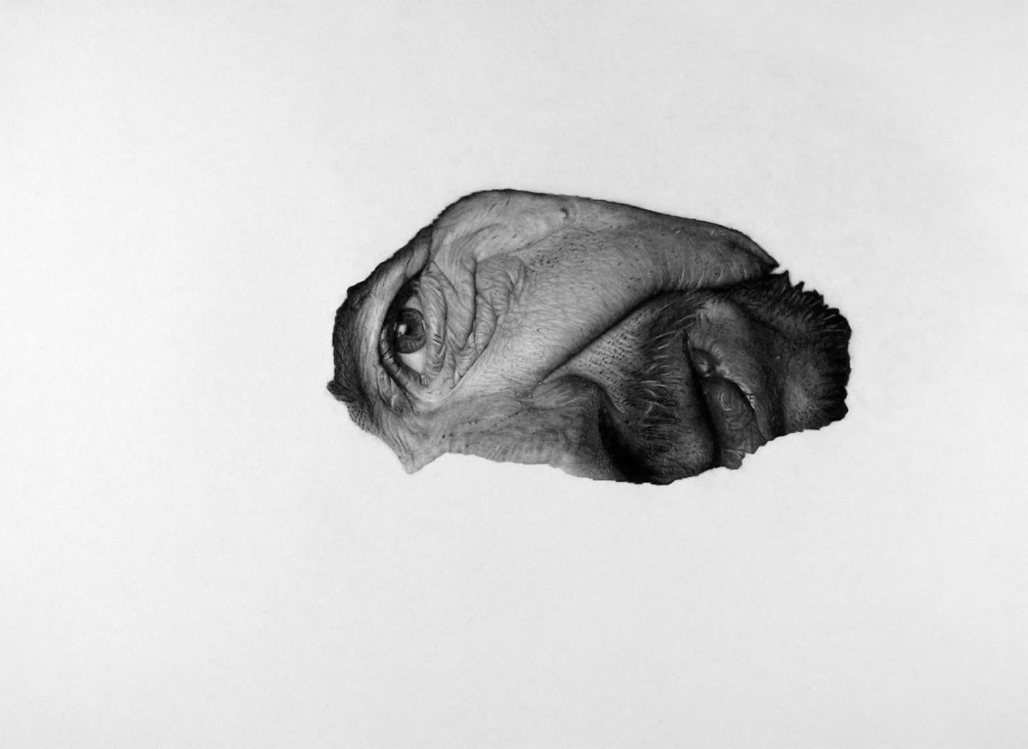 jonny shaw, draw hyper realism pencil drawing portrait afce