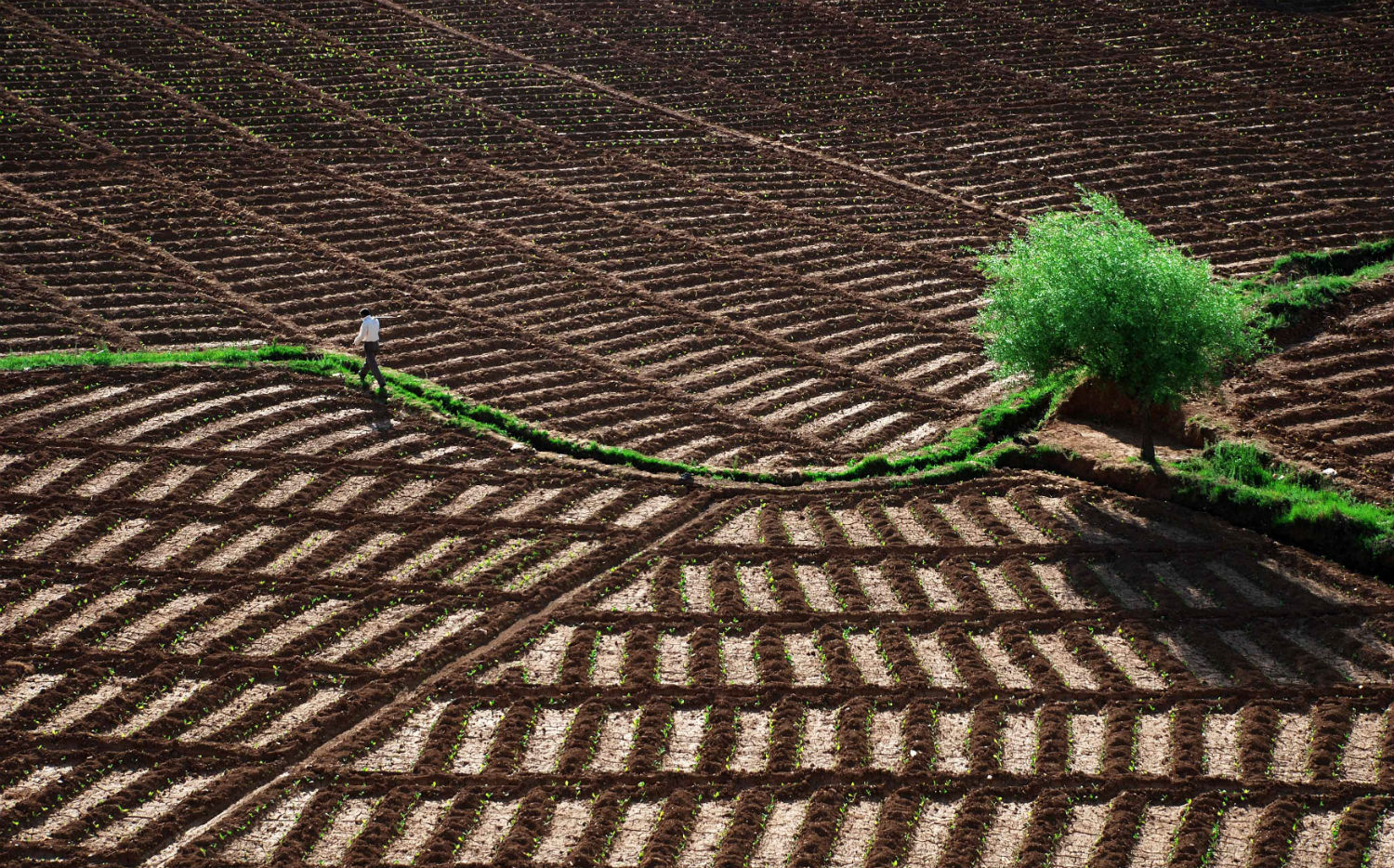 Krzysztof Browko photography landscape brown green field farming