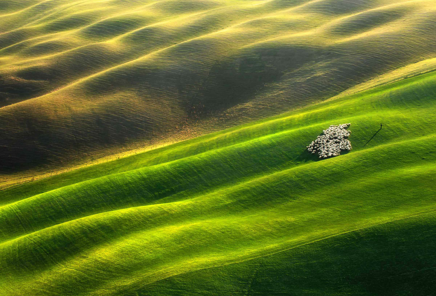 landscape photography green field light sheep