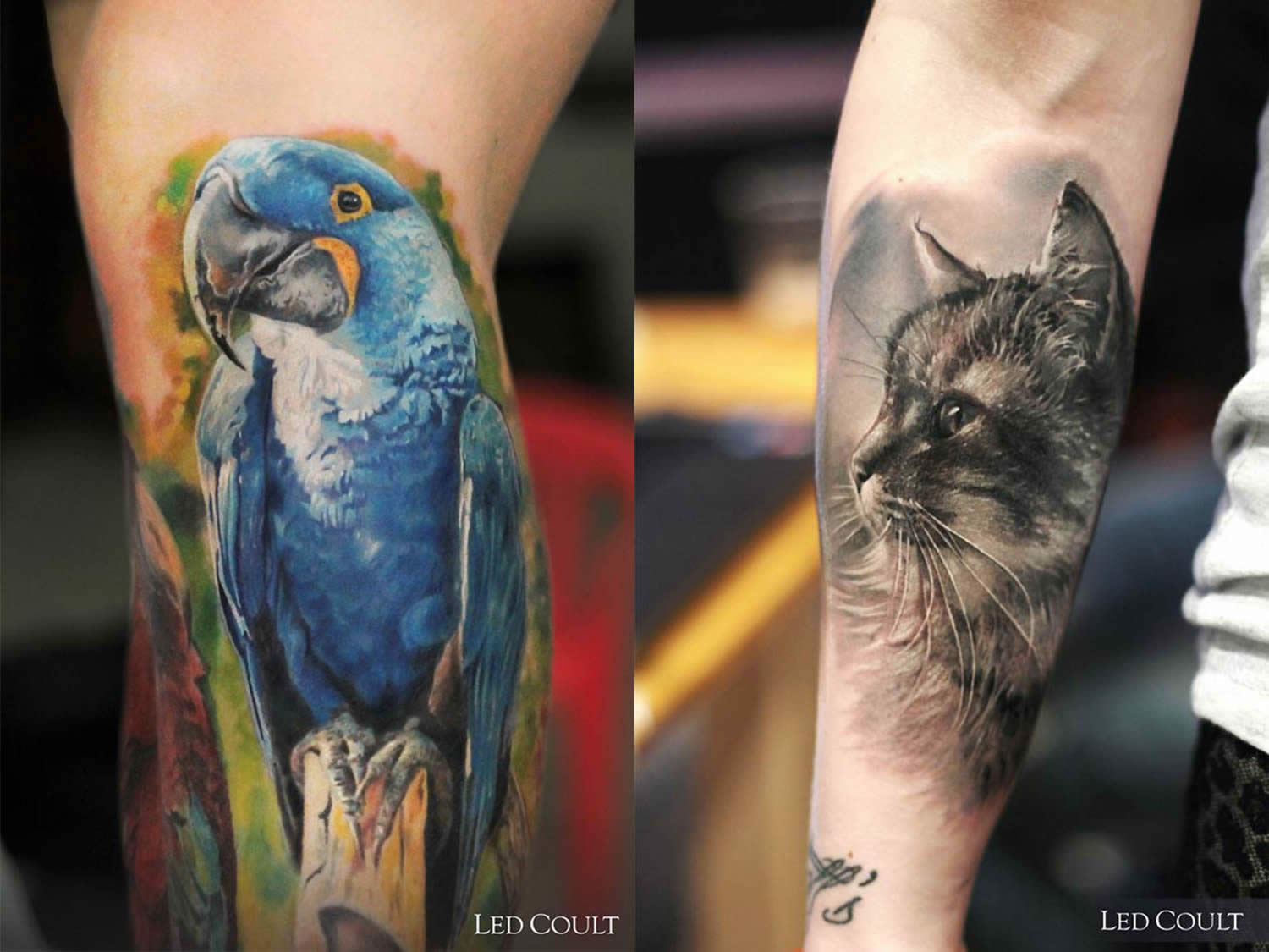 blue parrot and cat tattoos by led coult