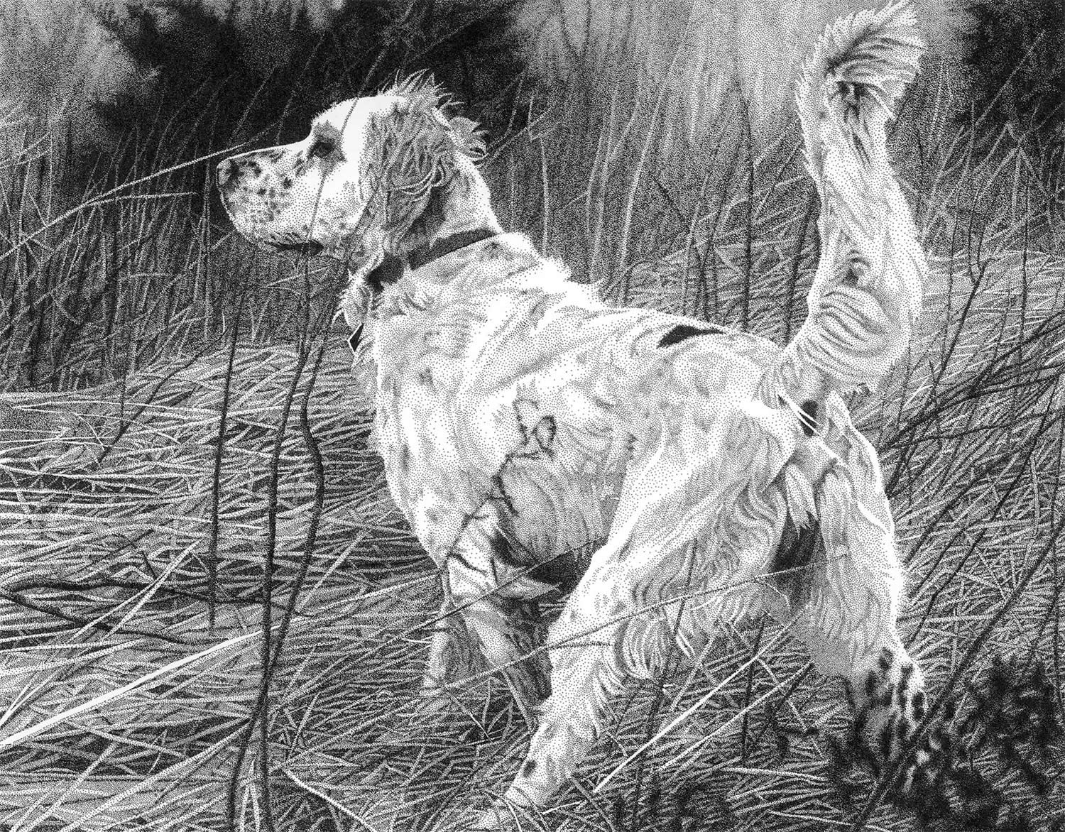 setter, stippling portrait of dog by Rob Christensen 