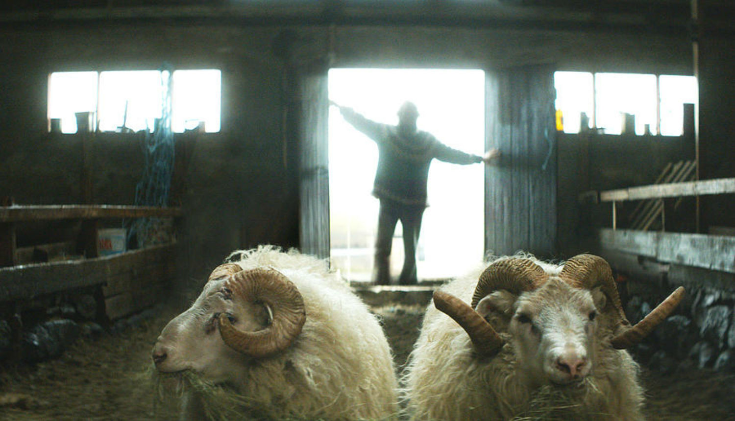 scandinavian film cinema 2015 rams iceland