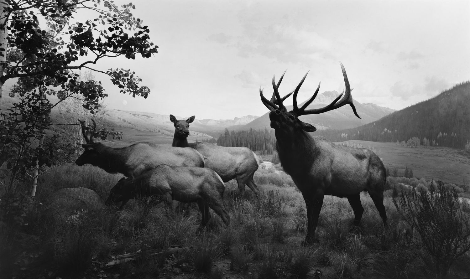 Hiroshi Sugimoto natural history museum new york