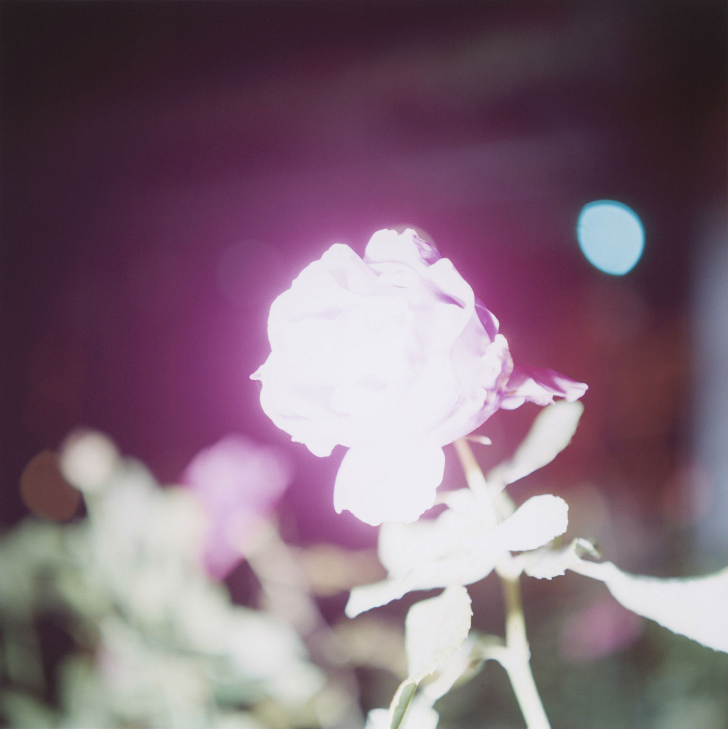 Rinko Kawauchi japan photography pink light