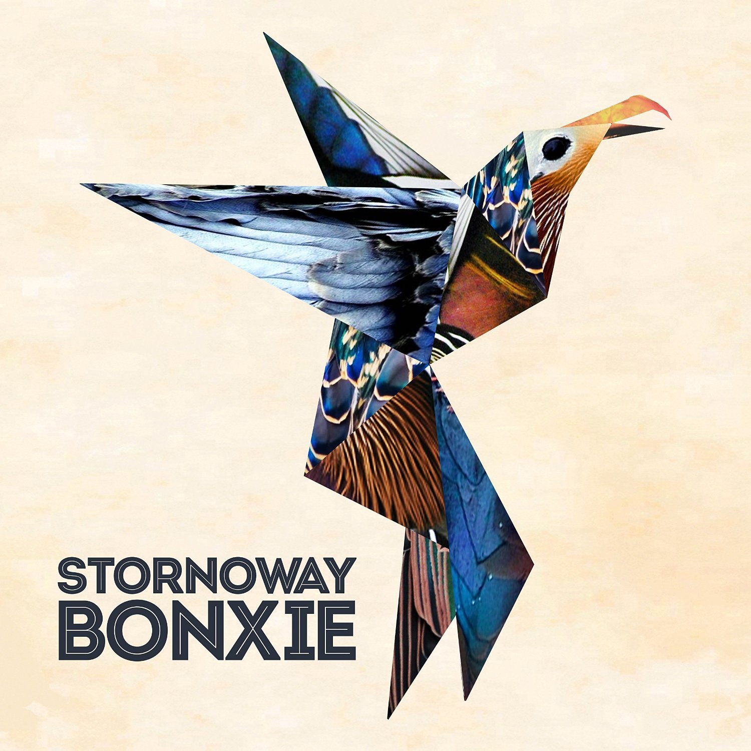 stornoway bonxie origami bird  illustration 