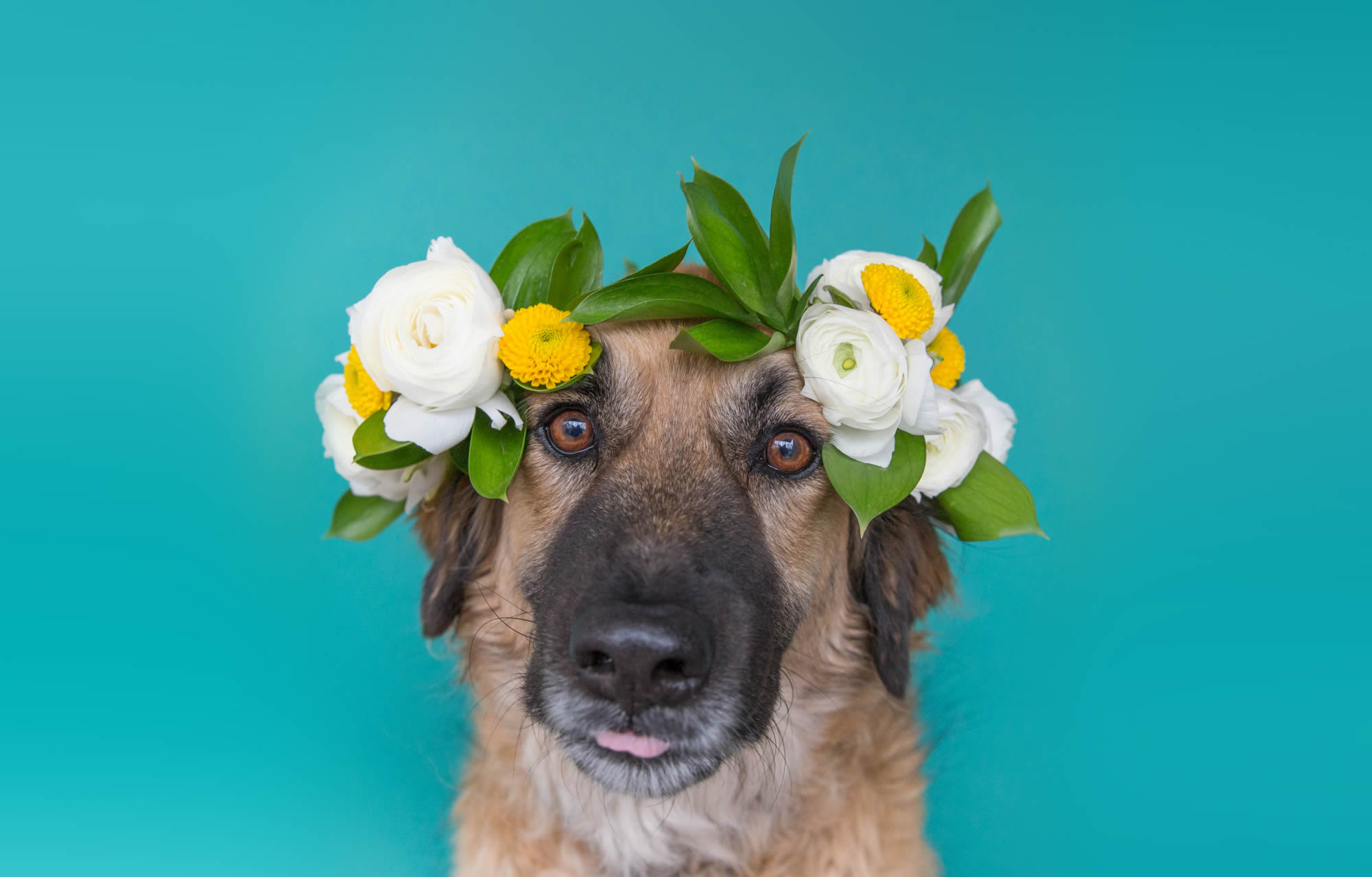 Dog with flowers 