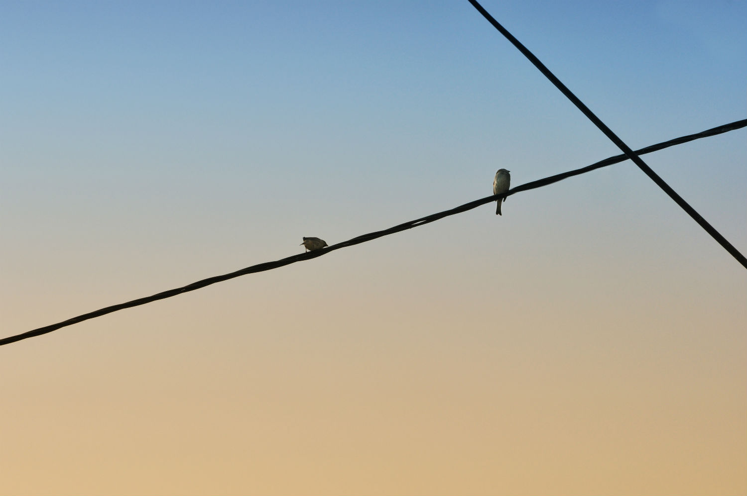 minimalist photography blue yellow sky birds wires