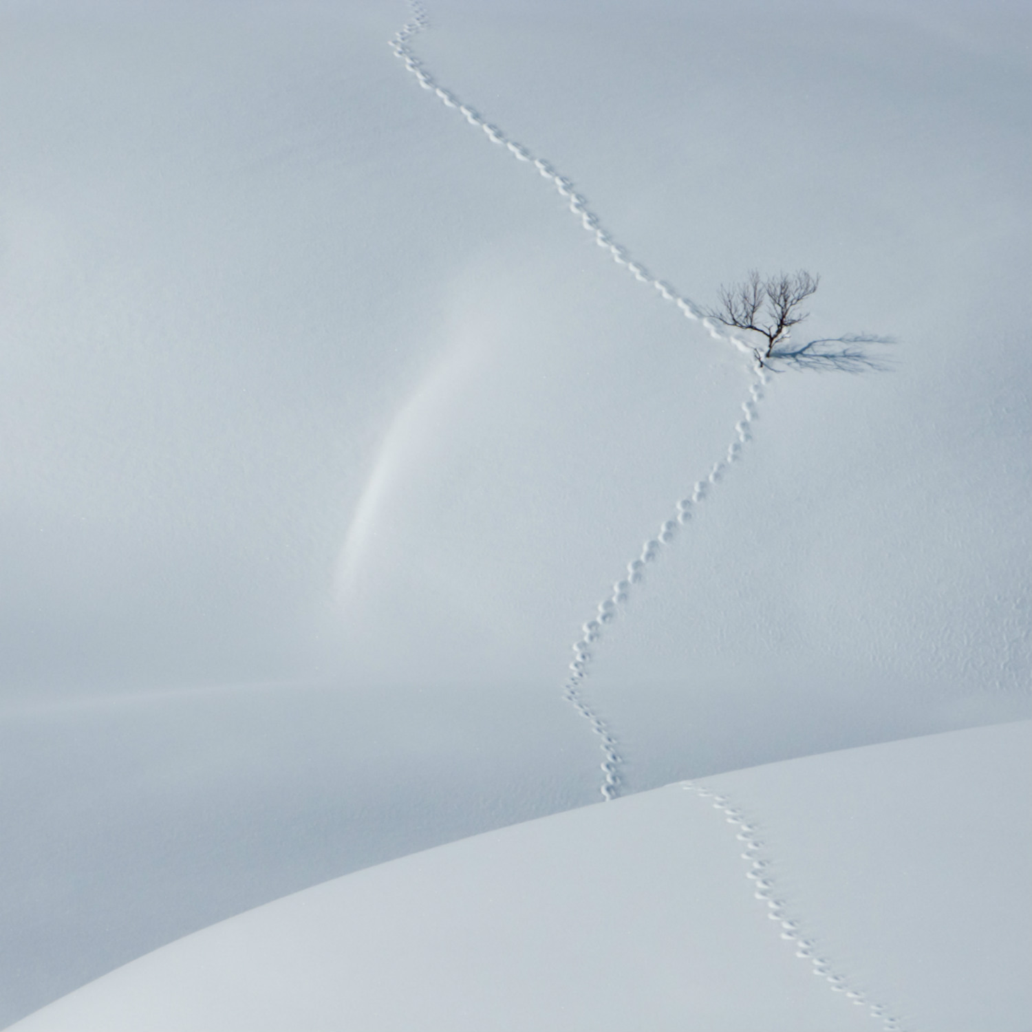 minimalist photography kenneth ripeness snow tree field