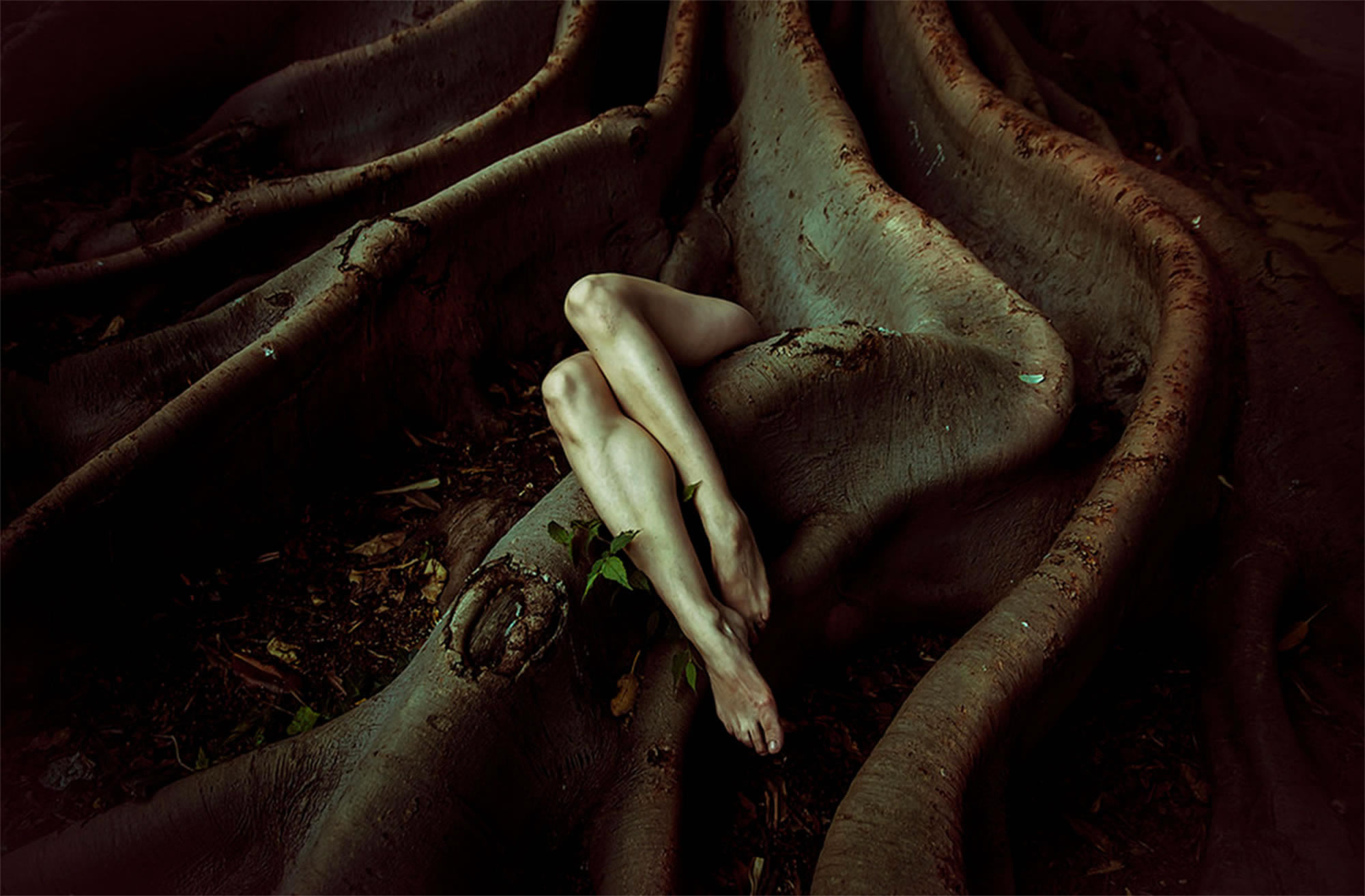 seductive legs coming out of a tree trunk