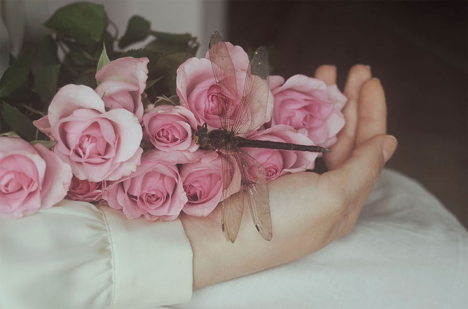 pink roses in hand, Elisa Scascitelli