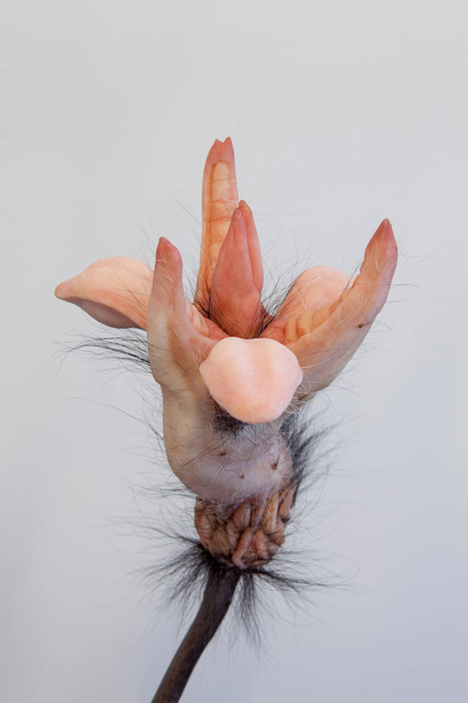 Patricia Piccinni, Metaflora (Twin Rivers Mouths) - fleshy flower sculpture