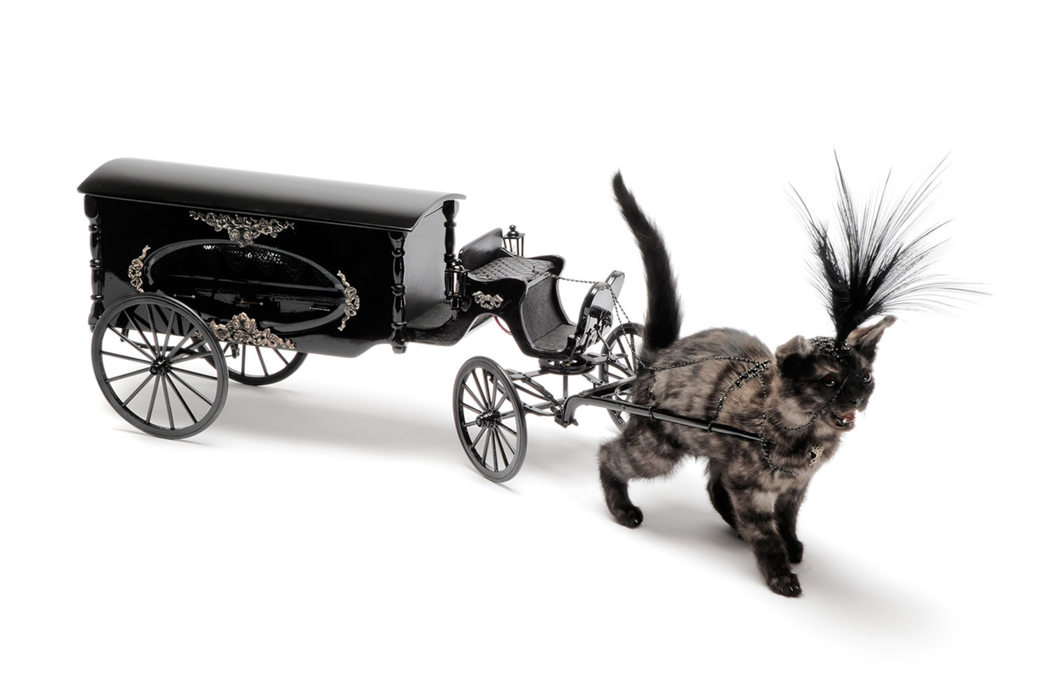 Julia DeVille, kitten pulling black carriage