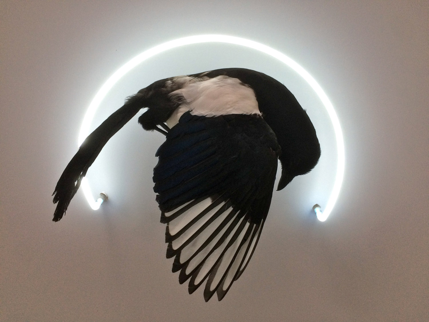 Iris Schieferstein - magpie and fluorescent light