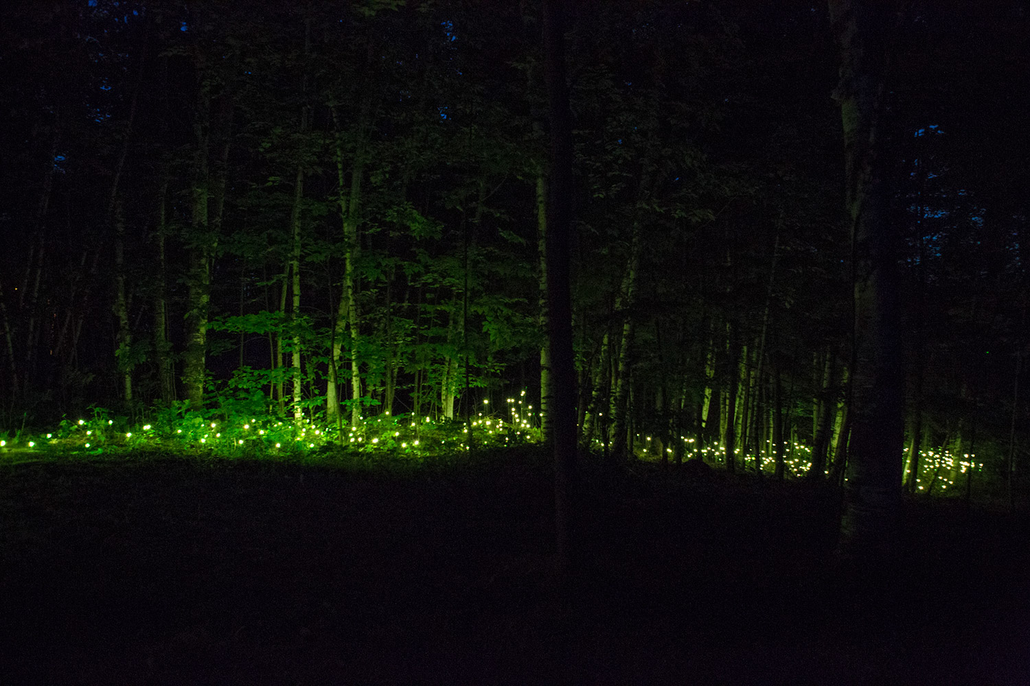 Moment Factory, Foresta Lumina - green lights