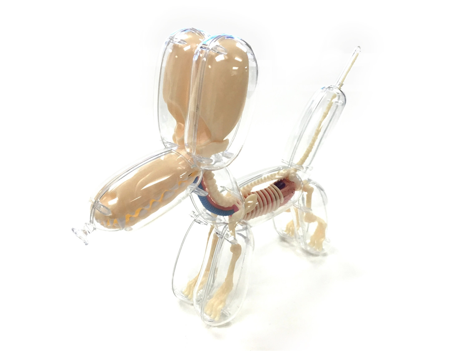 Anatomical Balloon Dog Model by jason freeny
