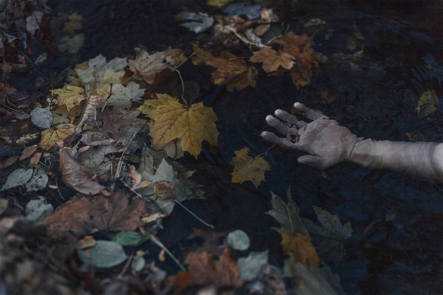 hand in the middle of leaves, photography