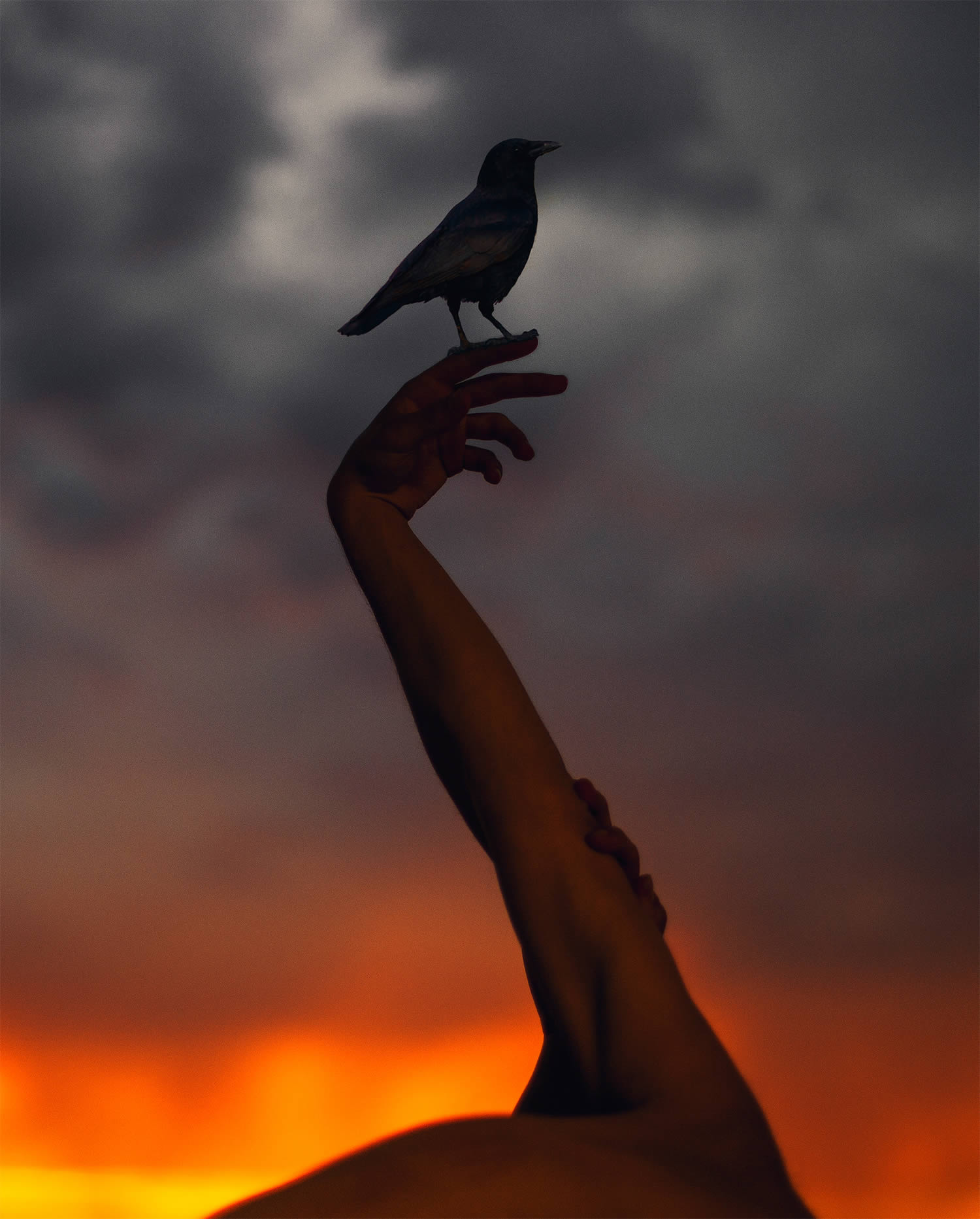 hand up in the air, holding a bird, sunset, photography