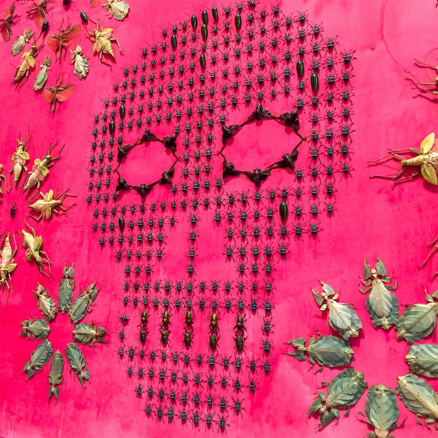 real bugs arranged in the shape of a skull by jennifer angus