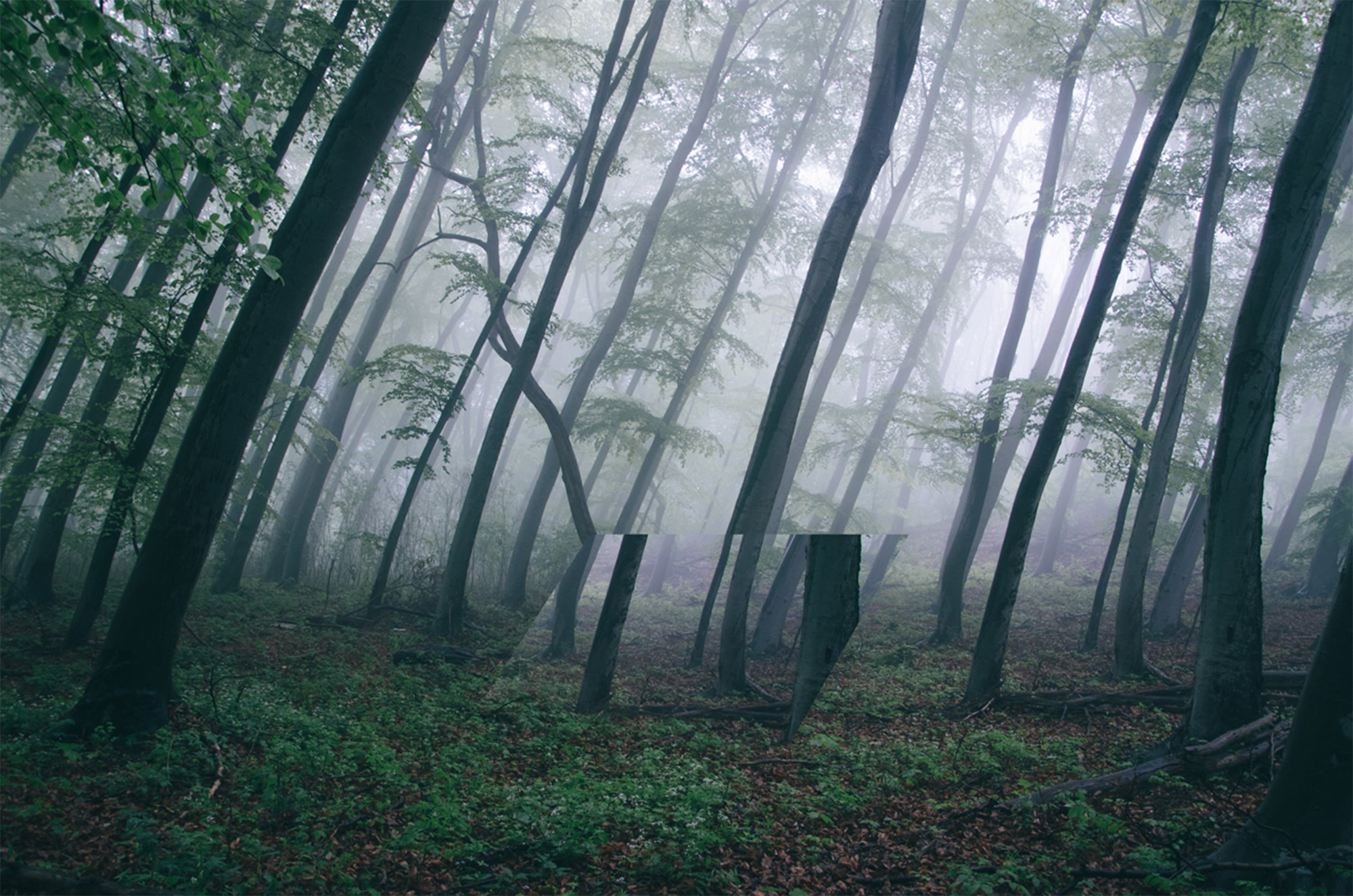 forest, mirror illusion, witchoria