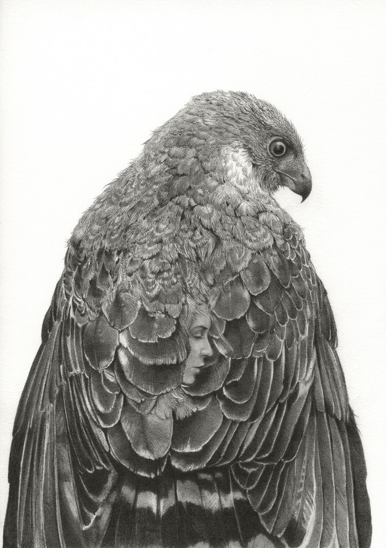 hawk drawing, woman hidden in feathers