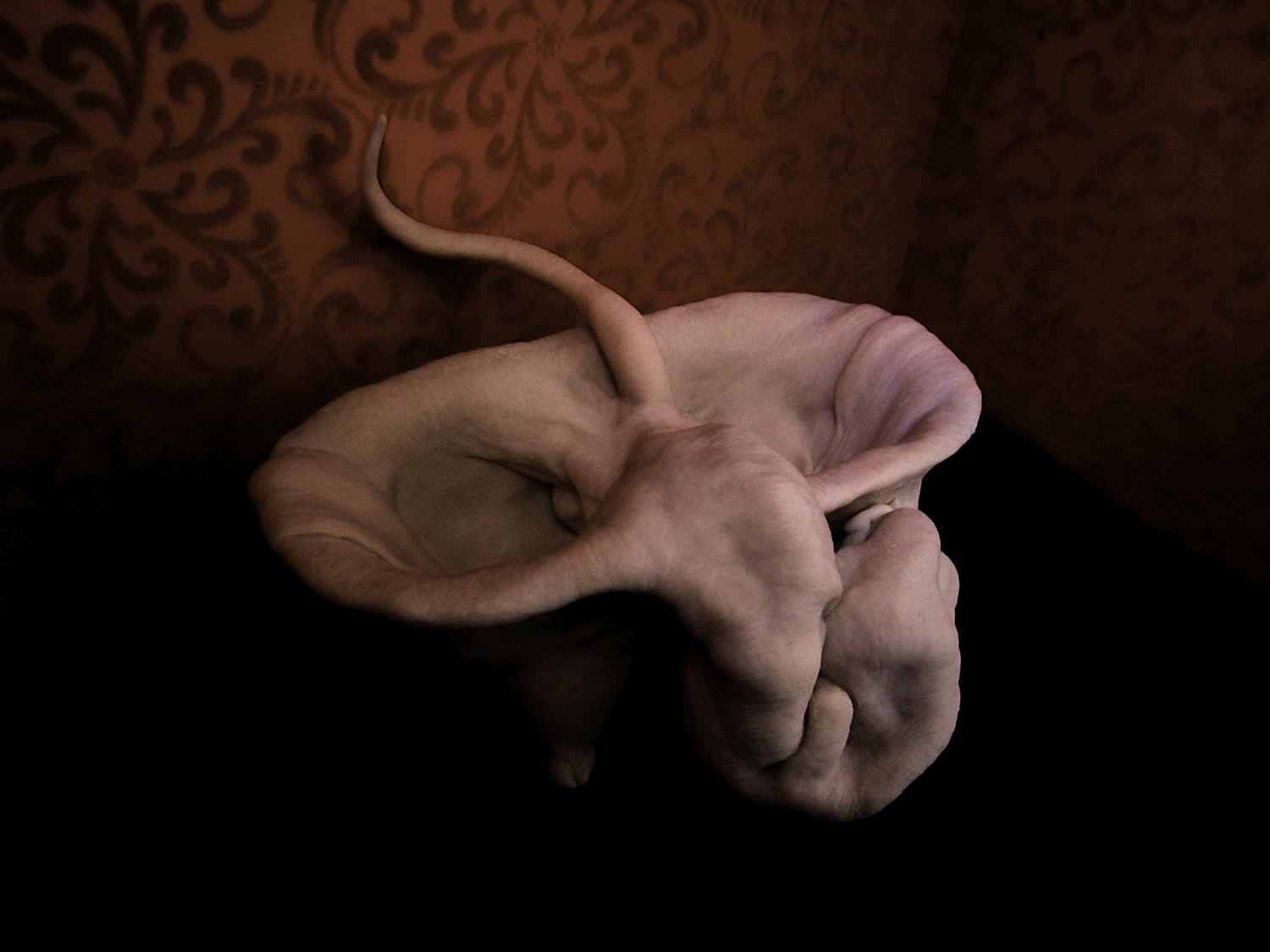 Russel Cameron, sculpture - Rat Tub