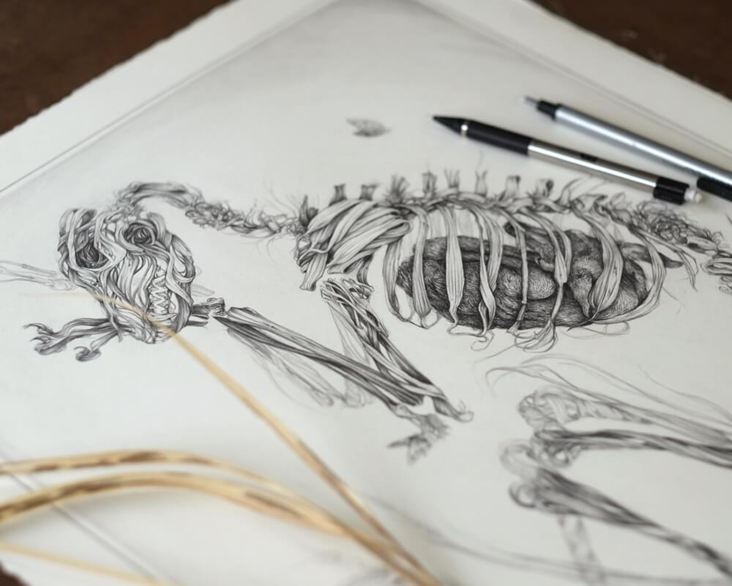 animal skeleton detail by christina mrozik