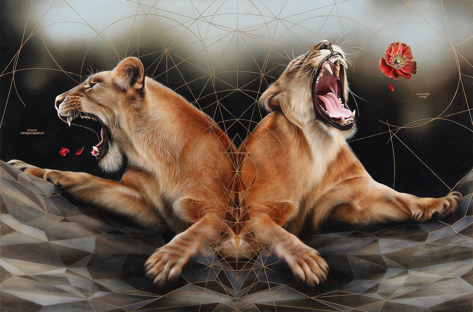 Josie Morway - Stellis, lions