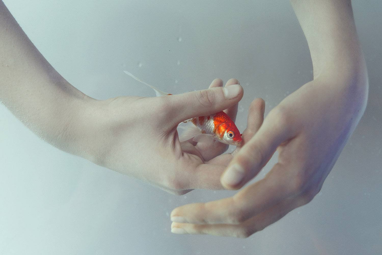 Marta Bevacqua - Origin, goldfish