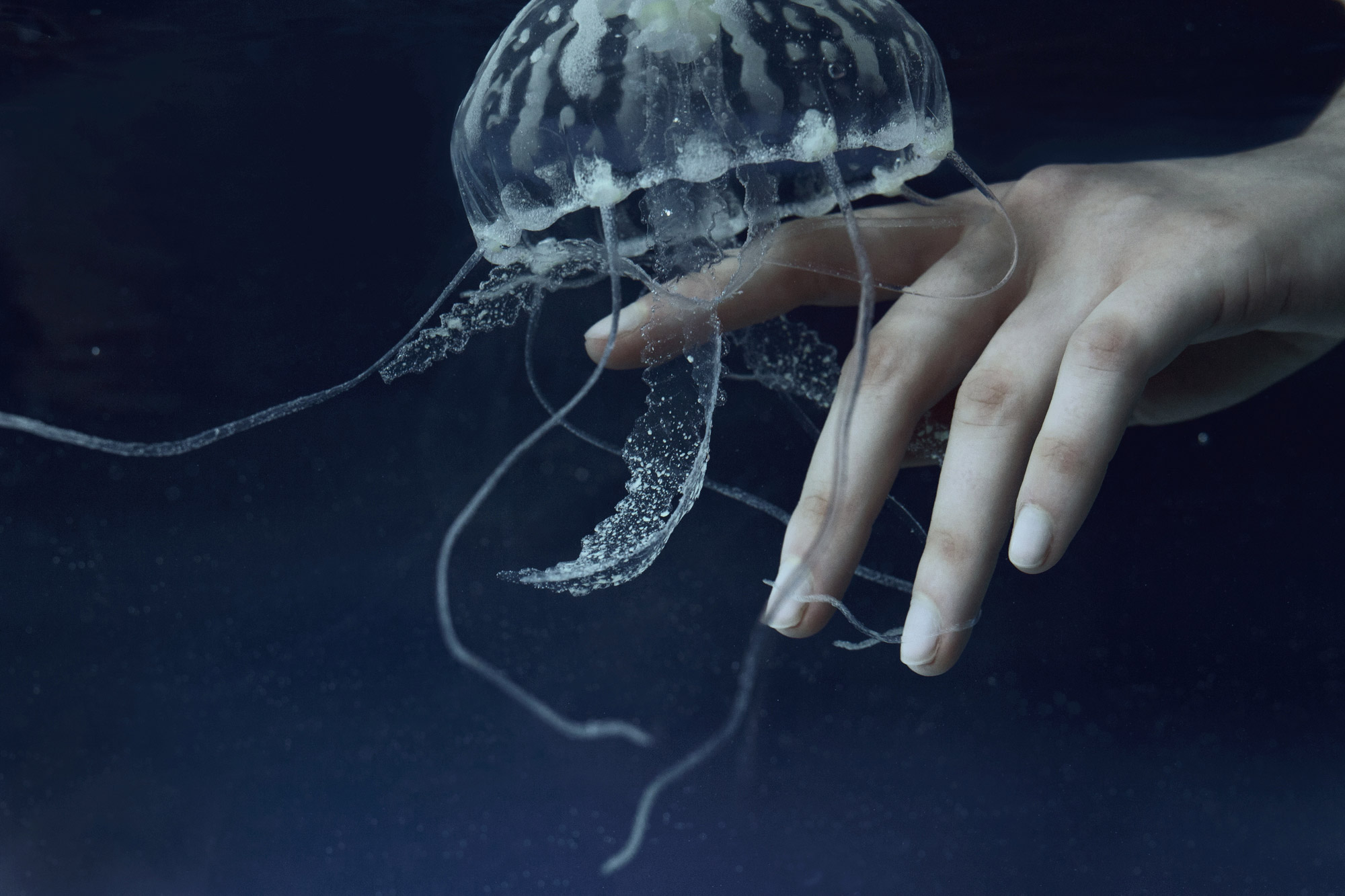 Marta Bevacqua - Origin, jellyfish